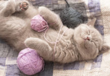 Gatto 609 0 Il gatto